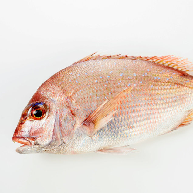 養魚用