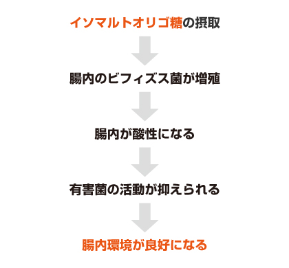 イソマルトオリゴ糖の摂取→腸内のビフィズス菌が増殖→腸内が酸性になる→有害菌の活動が抑えられる→腸内環境が良好になる