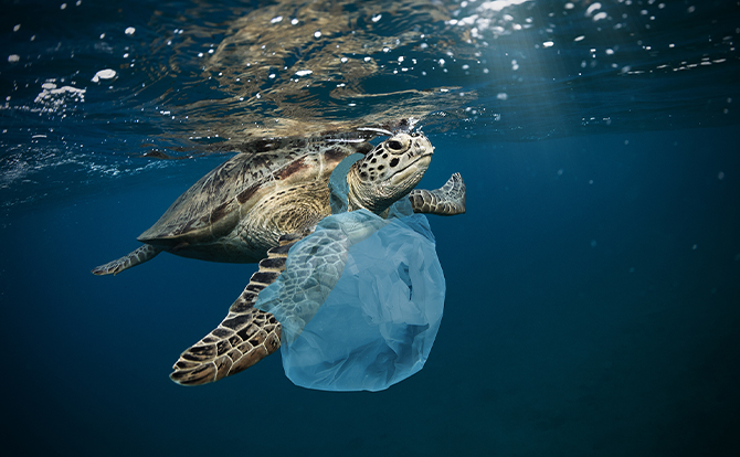 に 海洋 たち 汚染 できること 私 海洋プラスチック問題 さあ、できることからはじめよう｜鎌ケ谷市
